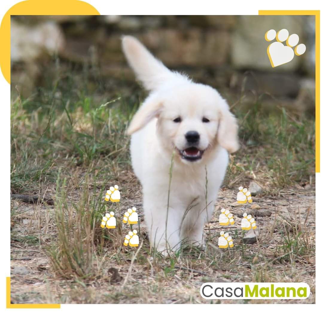 Golden Retriever Com Lop e Afixo