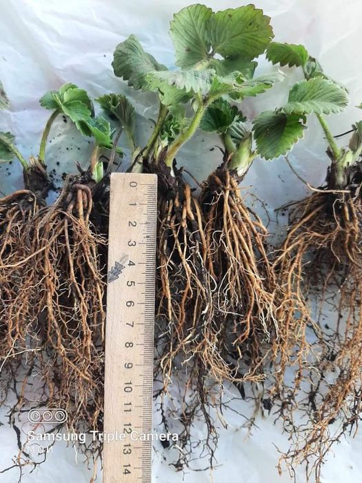 Россада полуниці