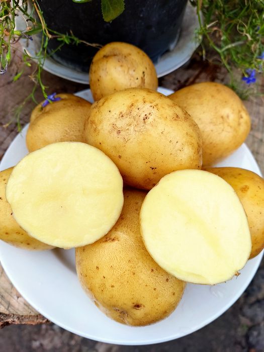 Картопля сортова
