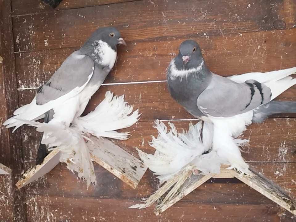 Gołębie ozdobne kingi garłacze perukarze