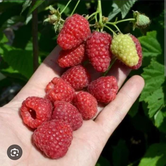 Sadzonka maliny przehyba