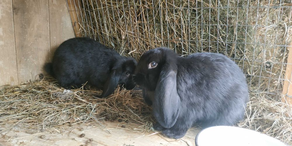 Французький Баран