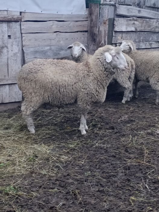Продаж ягнят крос мериноландшаф