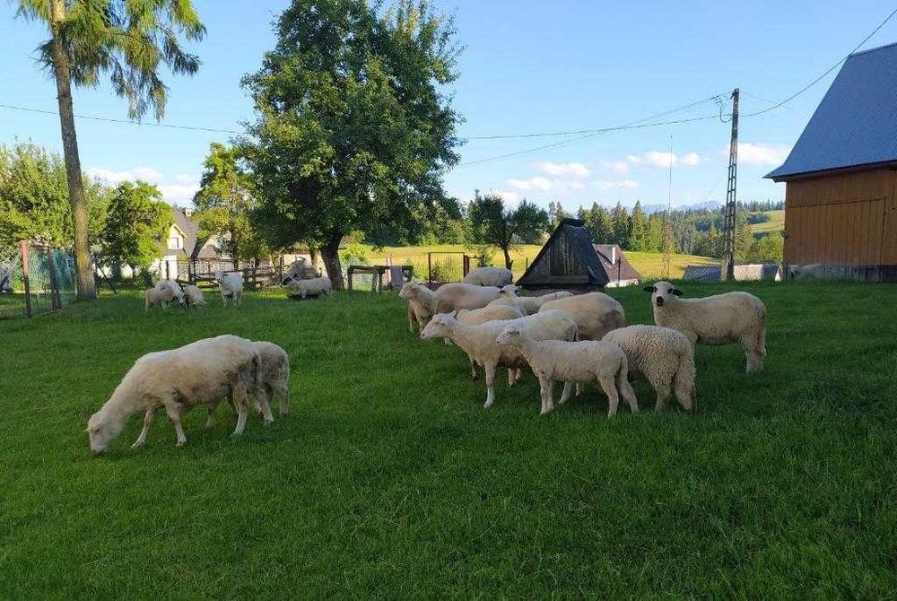 Pokoje w Leśnicy z Widokiem na Tatry - Blisko Term Szaflary!