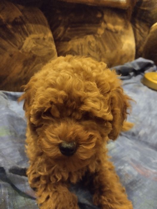 Щенки той пудель