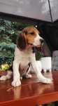 Śliczne Szczenięta Beagle  • GOTOWE DO ODBIORU •