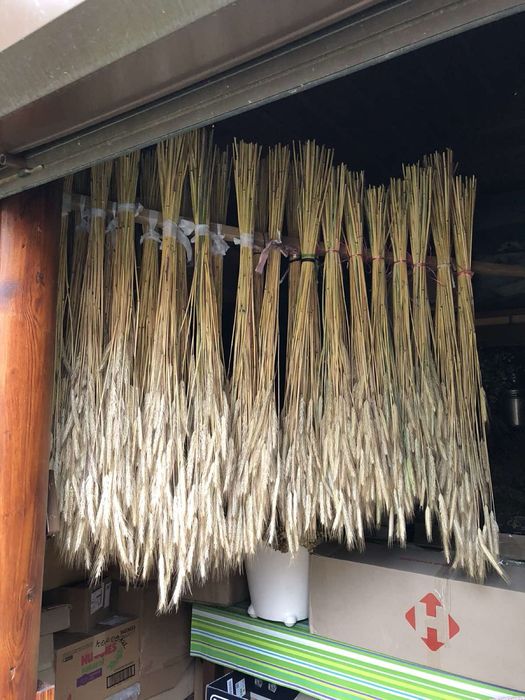 Колоски пшениці.