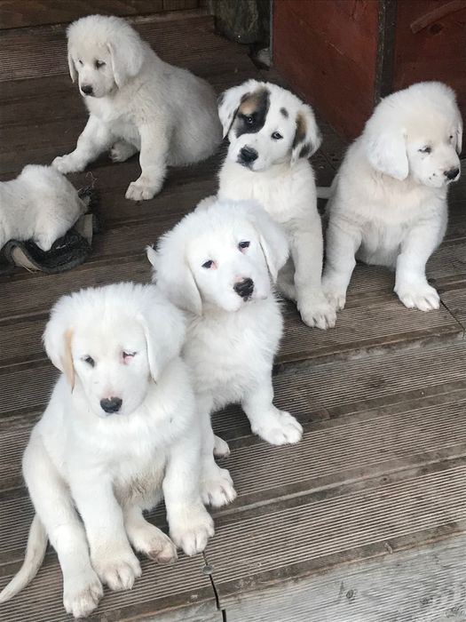 Za darmo owczarki srodkowo azjatyckie  9 tygodniowe