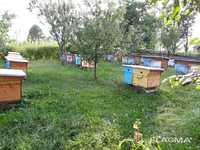 Бджолопакети 2024 степова