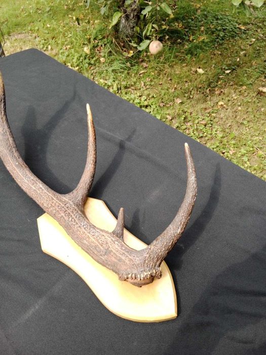 Poroże jelenia – pojedyncza tyka na tabliczce, 75 cm