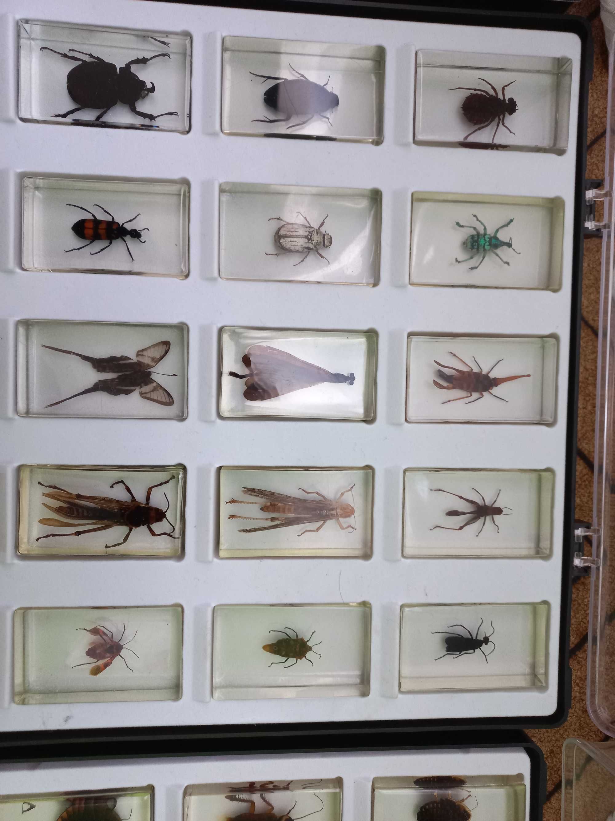 Coleção de insectos!