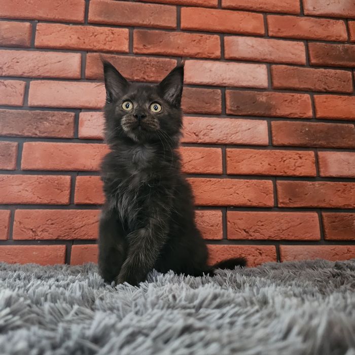 Kocurek Maine coon rodowód Fpl