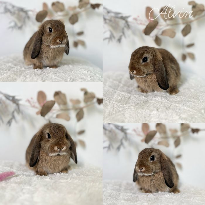 Króliczki Mini lop i Karzełki teddy Zarejestrowana hodowla