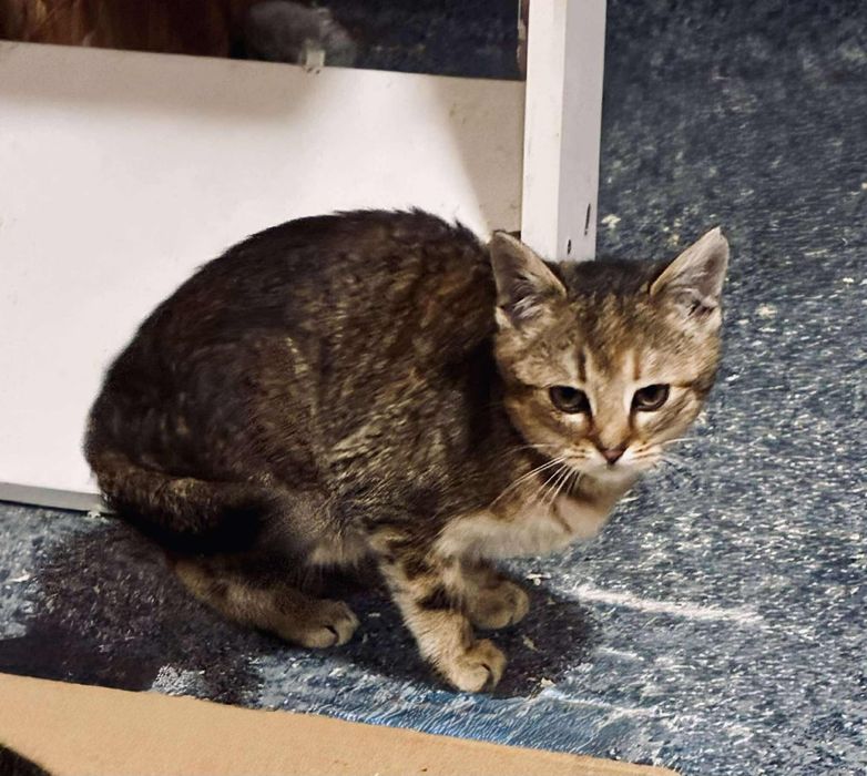 Kocięta szukają domków tymczasowych