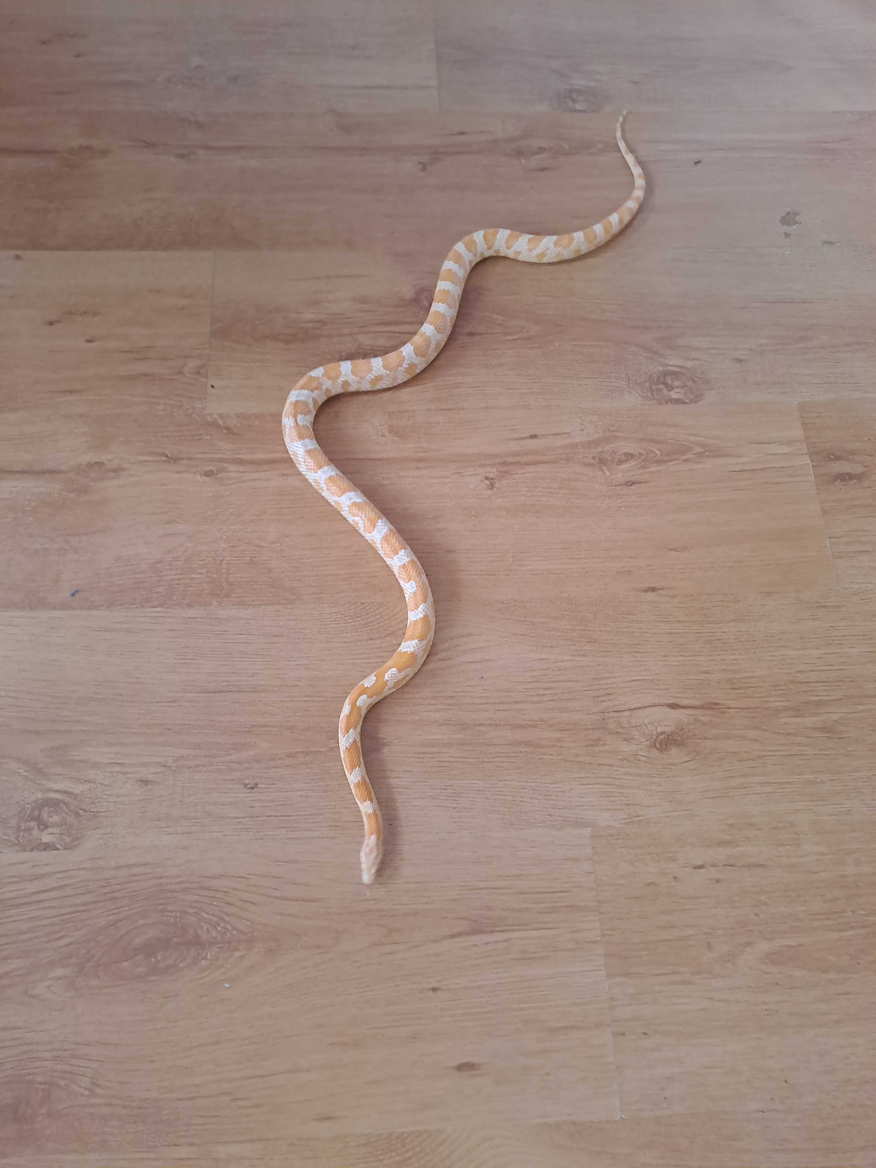 Wąż zbożowy 3letni