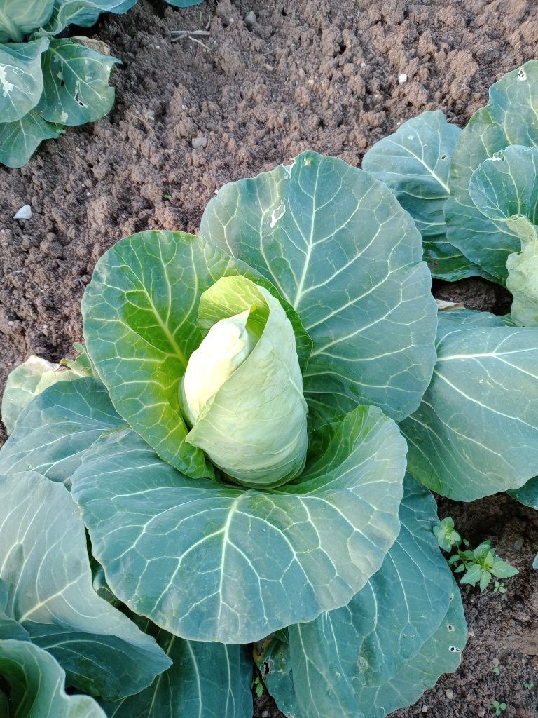 Cabaz Biológico - do campo para a mesa