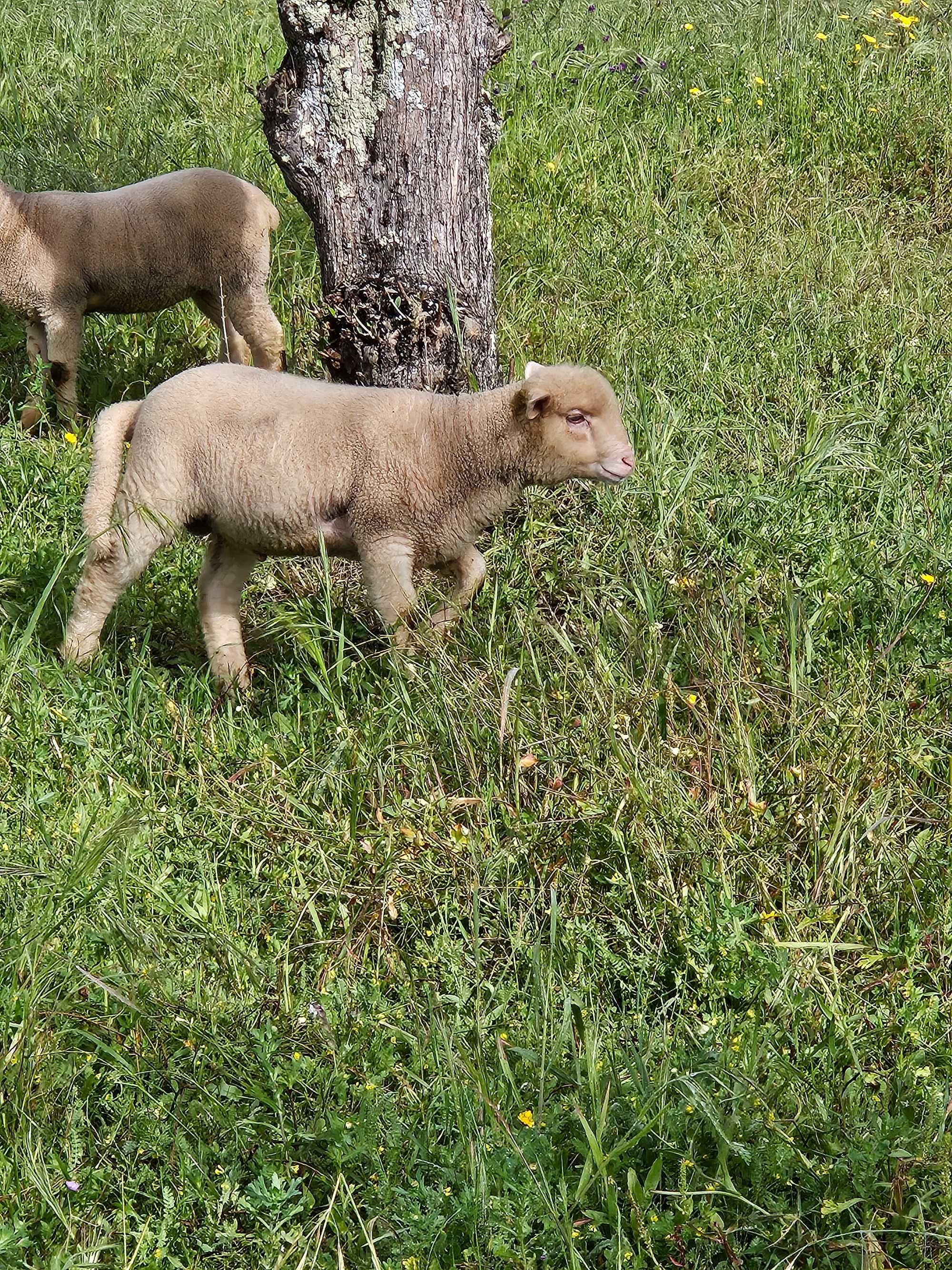 Vendo borrego macho