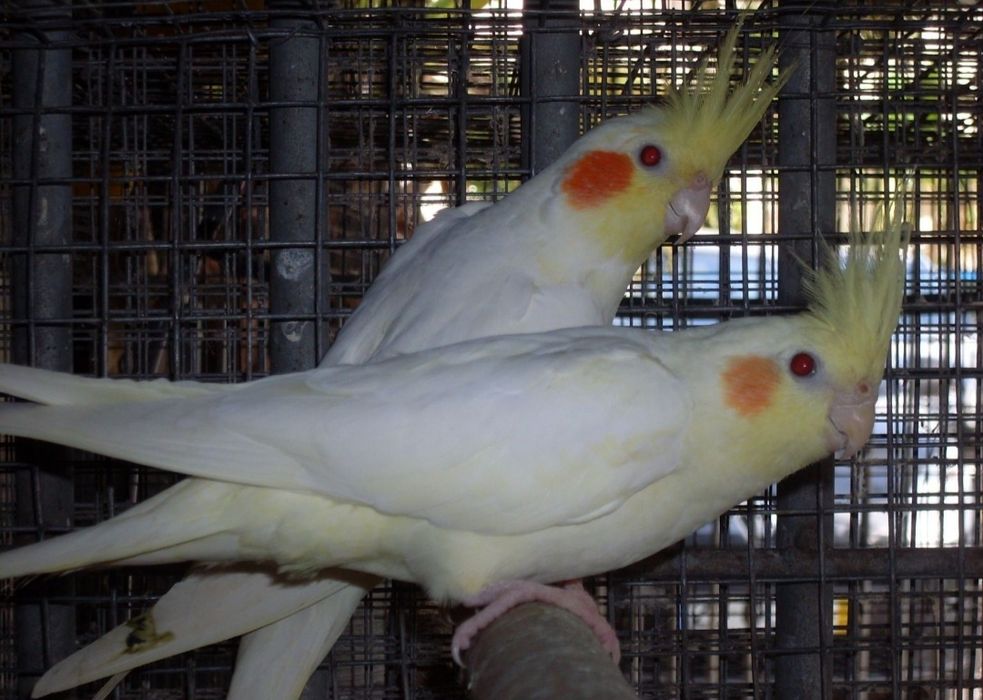 Troco machos adultos por fêmeas adultas