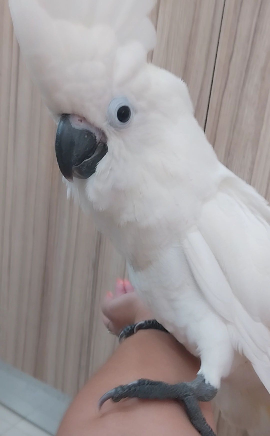 Catatua Alba macho