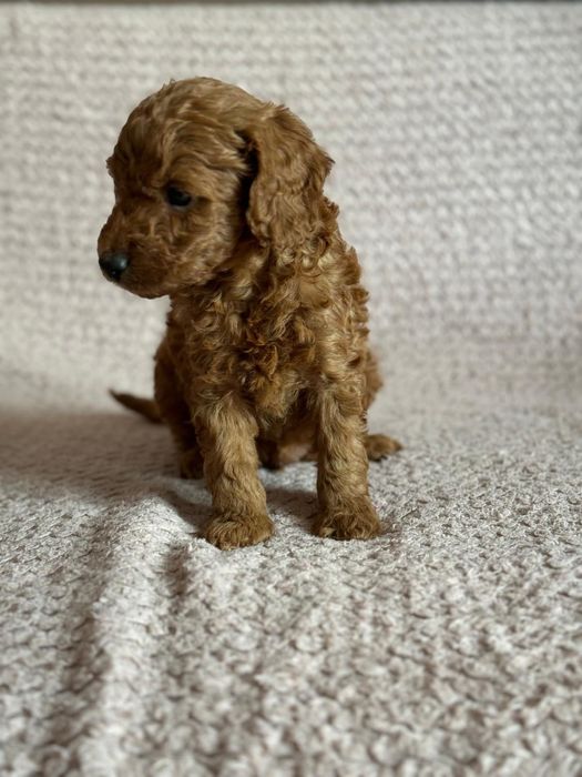 Pudel miniaturowy