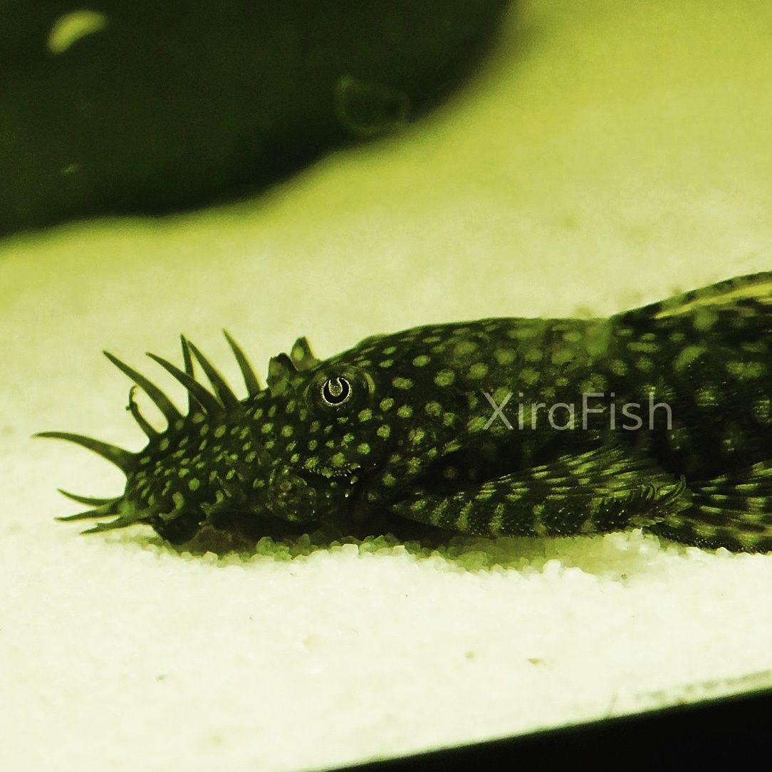 Ancistrus sp. Bebés