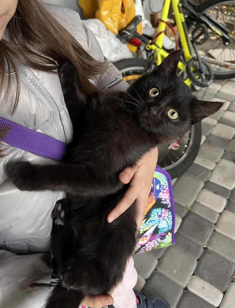 Кошенята котики кішечка кіт котята