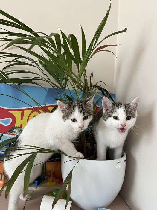 Oddam dwa kotki za darmo