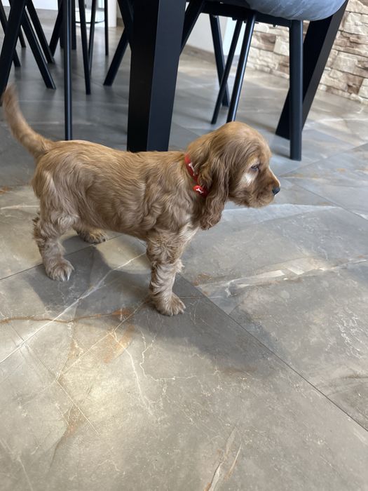 Cocker spaniel angielski dziewczynka