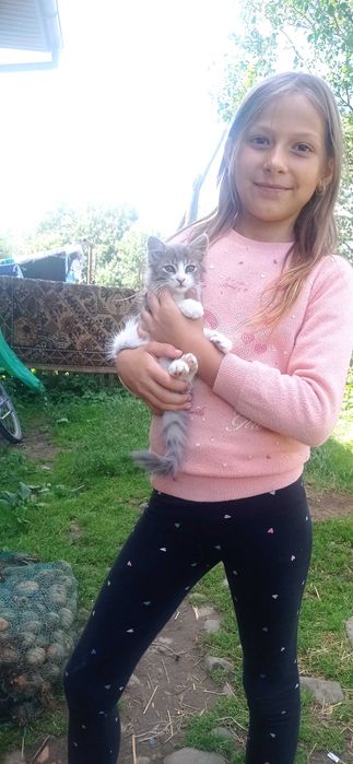 Продам гарних кошенят