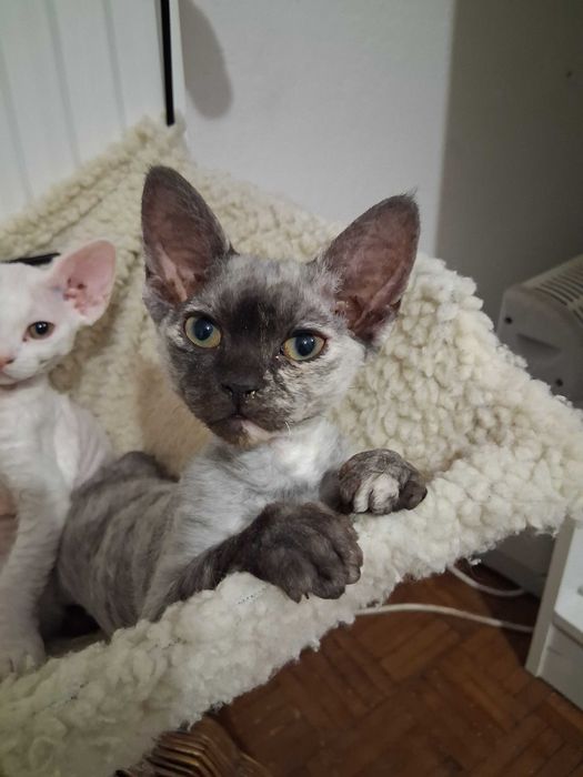 Super towarzyska szylkretka devon rex FPL ZAREZERWOWANA