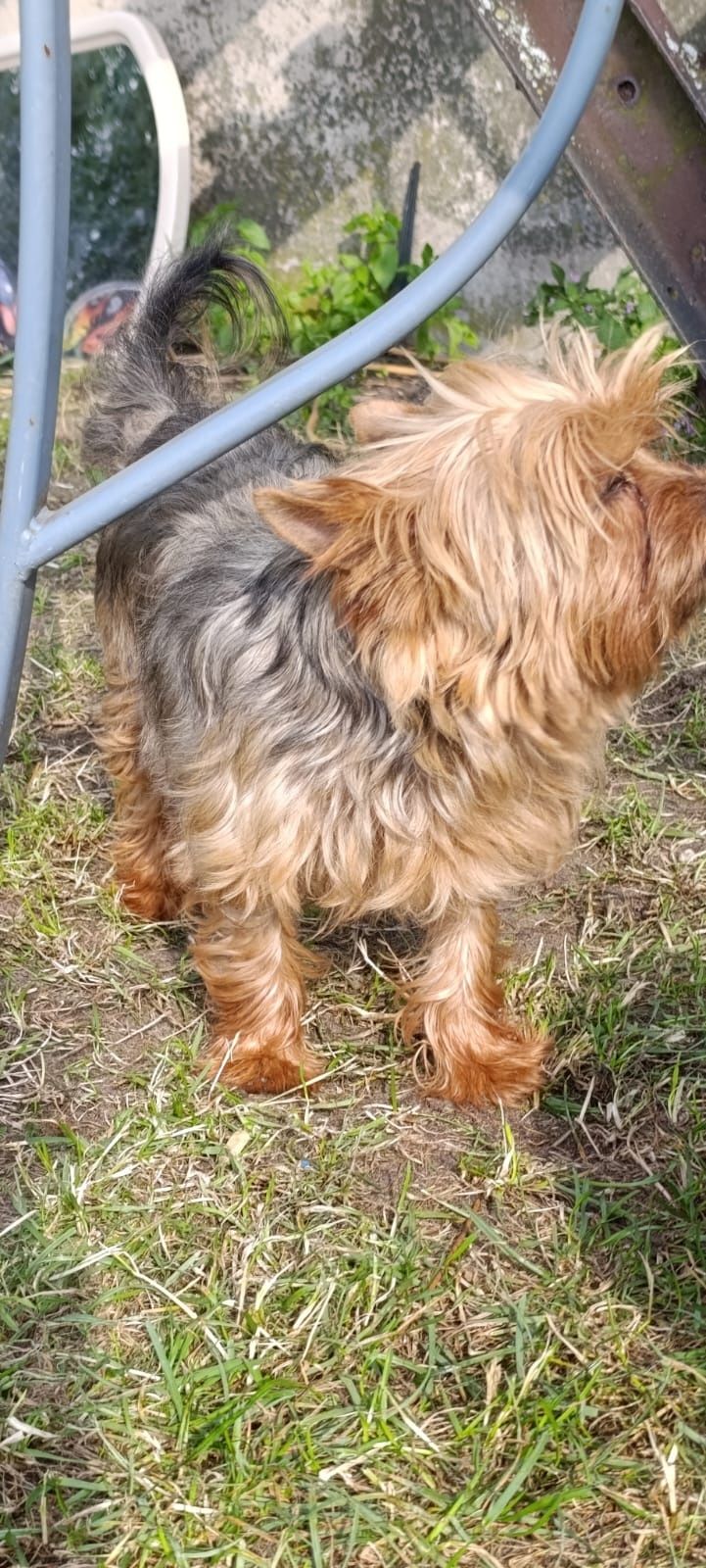 Yorkshire. York terrier Suczka