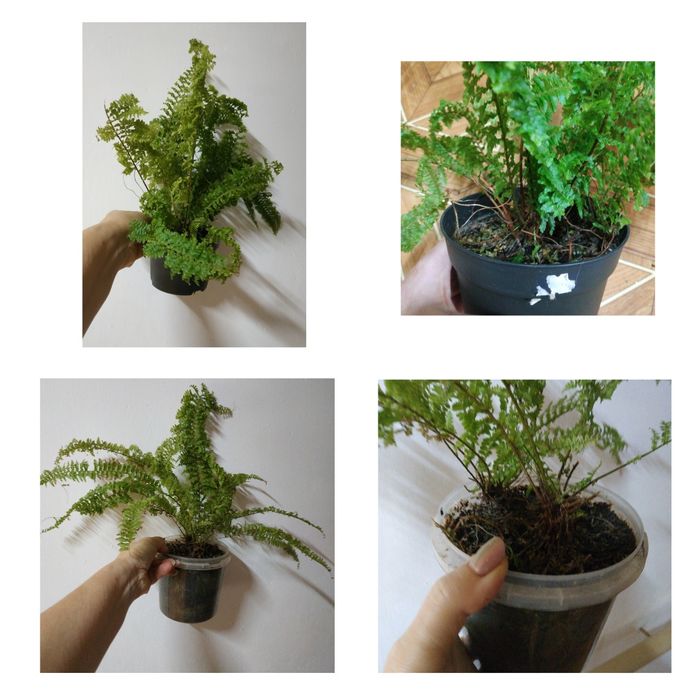 Папоротник папоротник по 50 грн