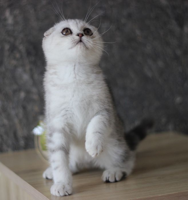 Супер висловухий хлопчик