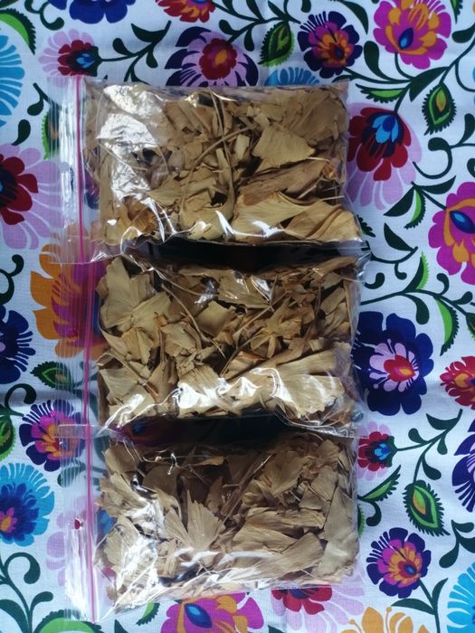 Miłorząb japoński (ginkgo biloba)
