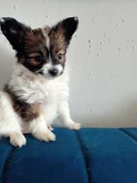 Papillon spaniel kontynentalny suczka