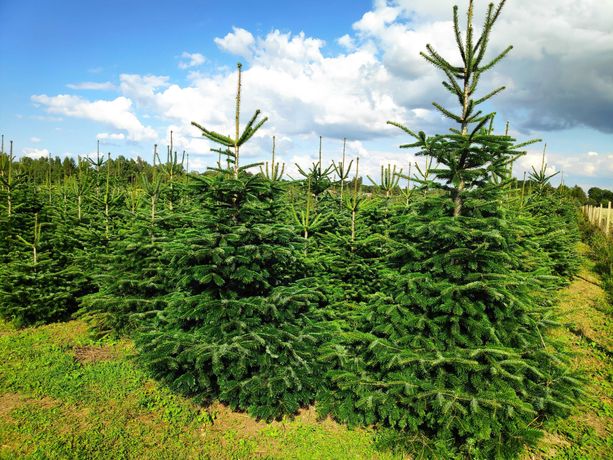 Choinki świąteczne z polskiej plantacji.