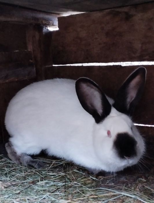 Кролі Каліфорнія