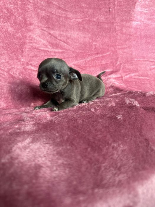 Chihuahua niebieska miniatureczka dziewczynka ze skarpetkami z rodowod