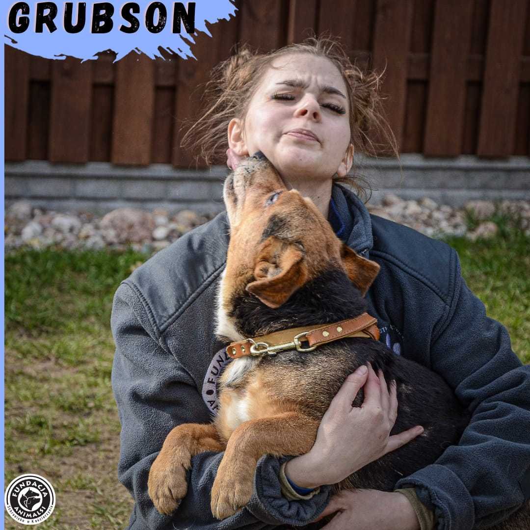 Grubson - piesek szuka domu