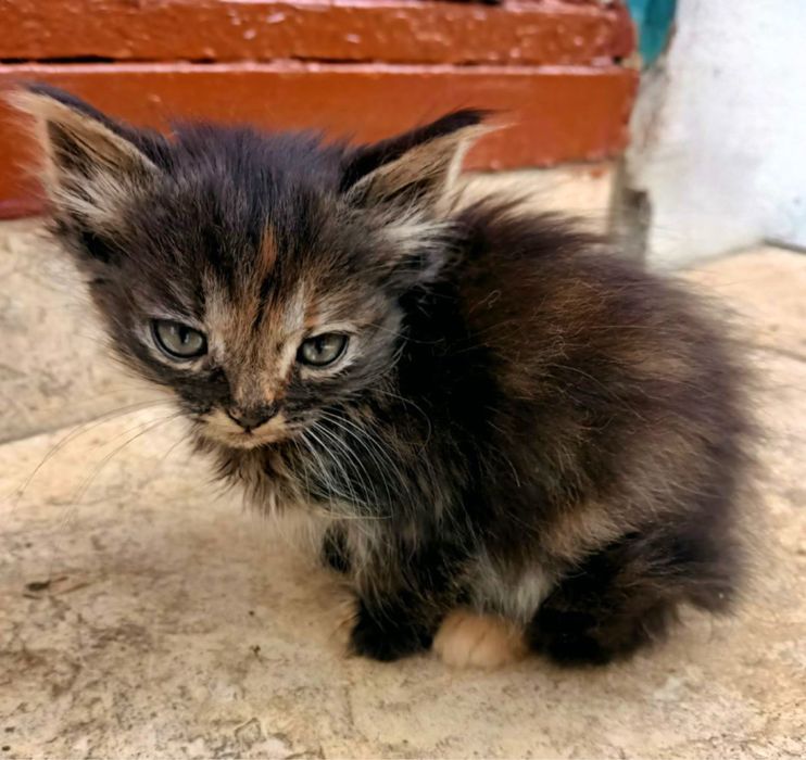 Кошенята з красивими очима шукають родину