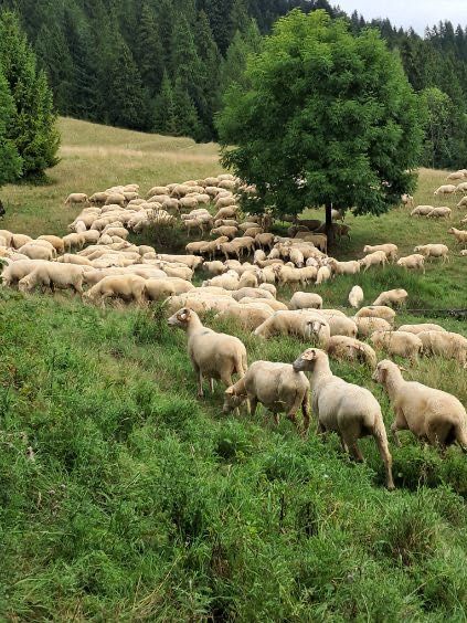 Działka w Łapsze Niżne- na odludziu w górach.przestrzeń.cisza