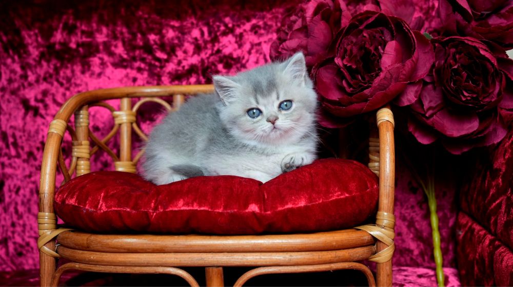 Do sprzedania rodowodowy kocurek brytyjski krótkowłosy