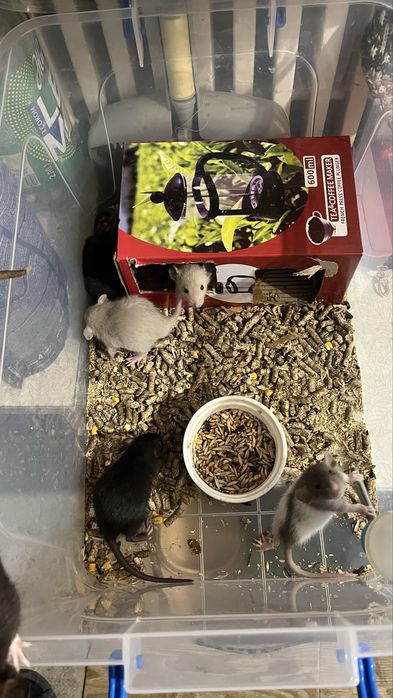 Крысы дамбоухие,ручные,Харьков