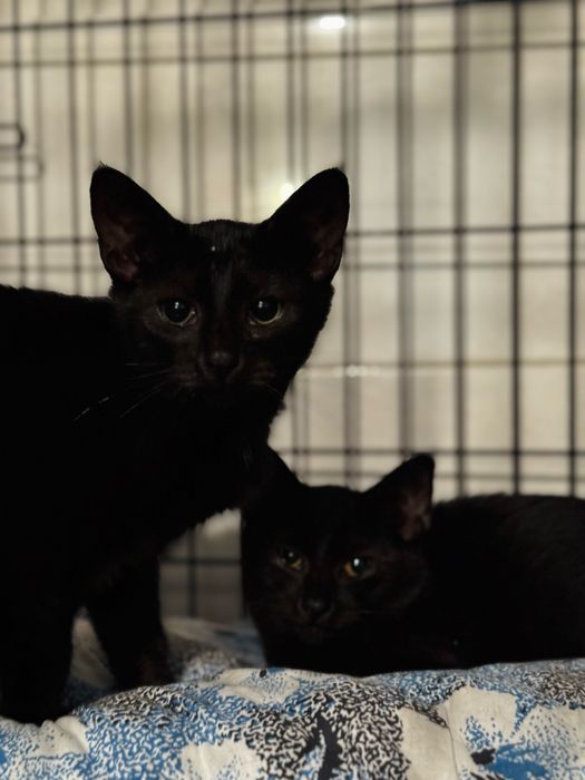 Nebraska i Nevada szukają domu