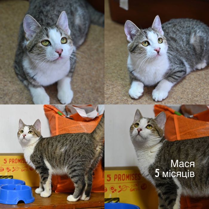 Приезжайте в приют выбирать котика бесплатно