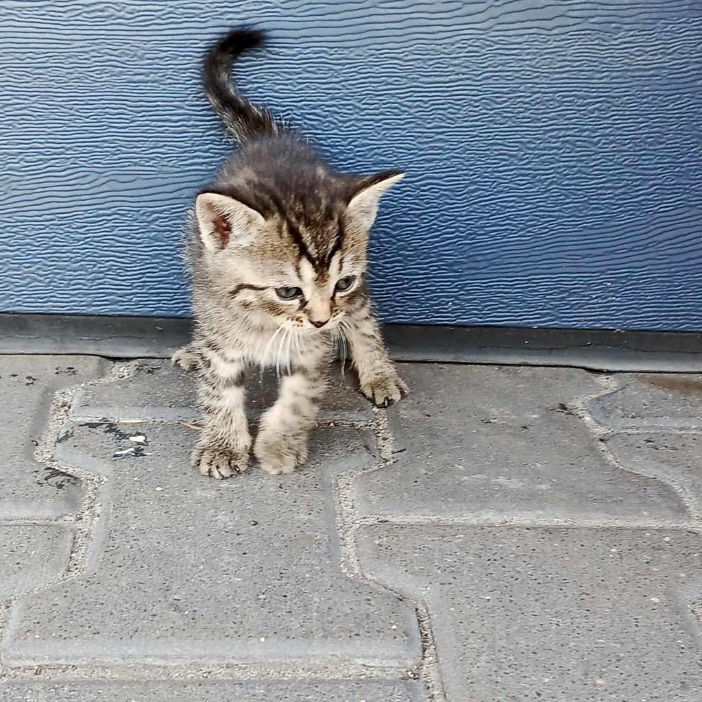 Koty, kociaki do oddania