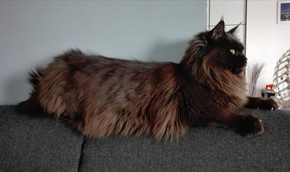 Piękna Koteczka Kiara Maine coon