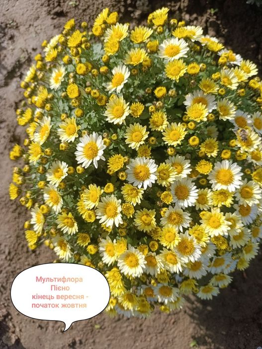 Розпродаж!!! Хризантема мультифлора, маточники