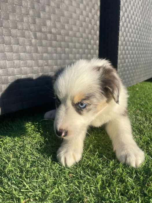 Border Collie Tri blue merle