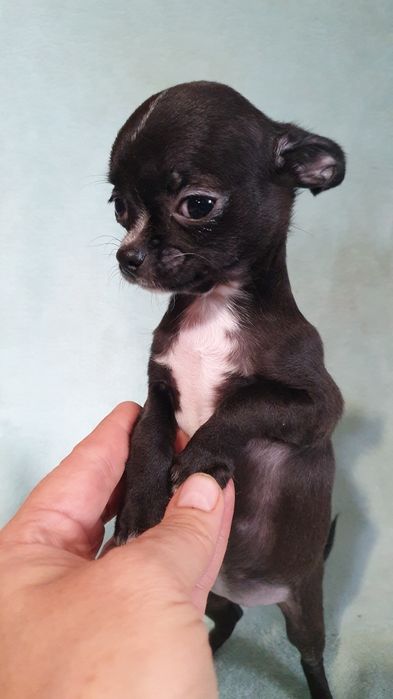 Девочка чихуахуа гладкошерстная